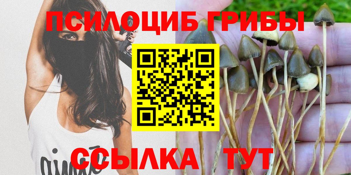 Псилоцибиновые грибы ЛСД  где купить наркотик  Курчалой  Вход с VPN 